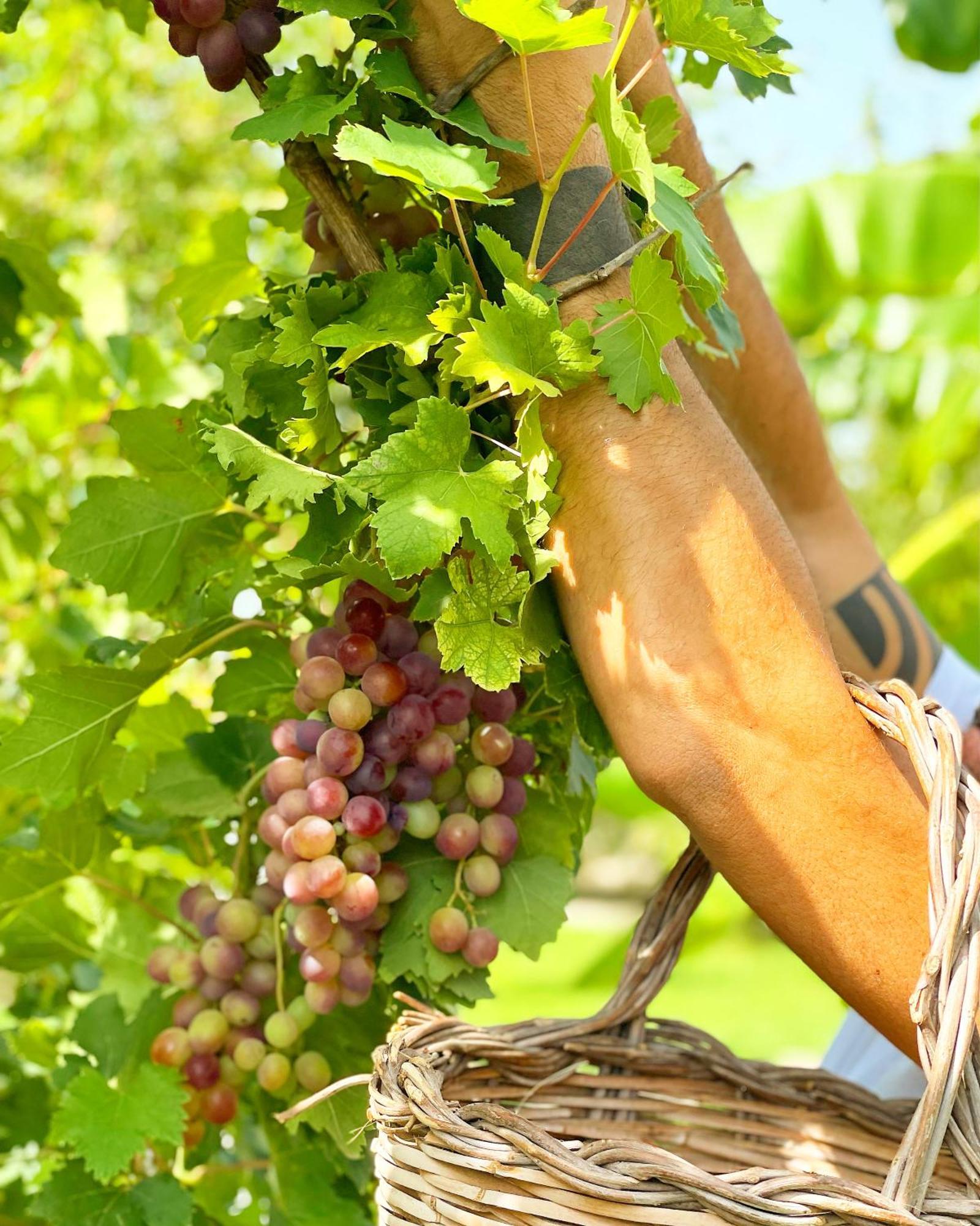Masseria Vittoria Acaya Dış mekan fotoğraf